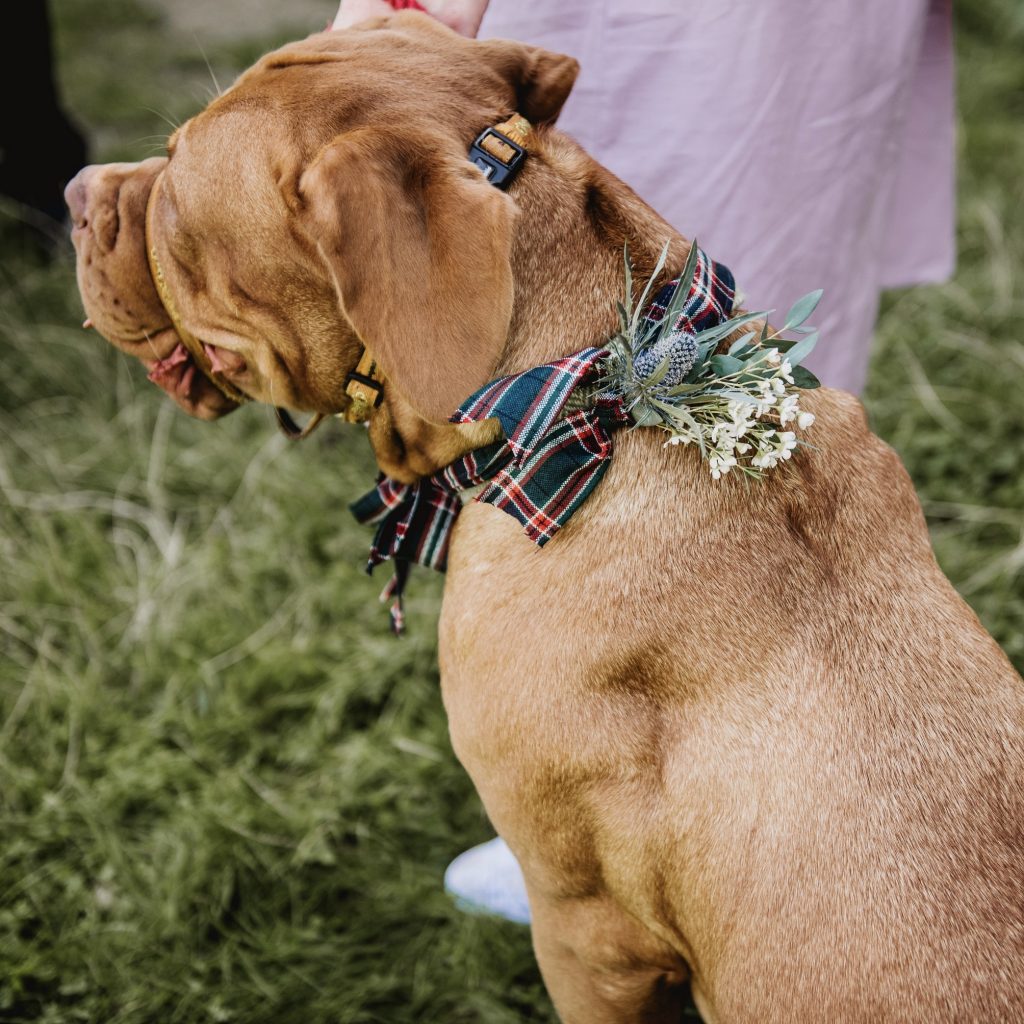 wedding flowers on dogs